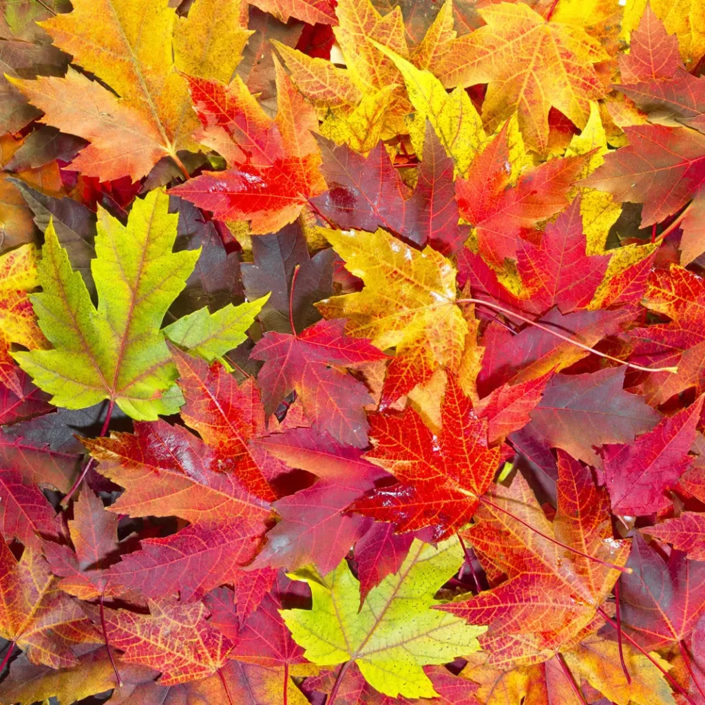 Rudens spalvos
